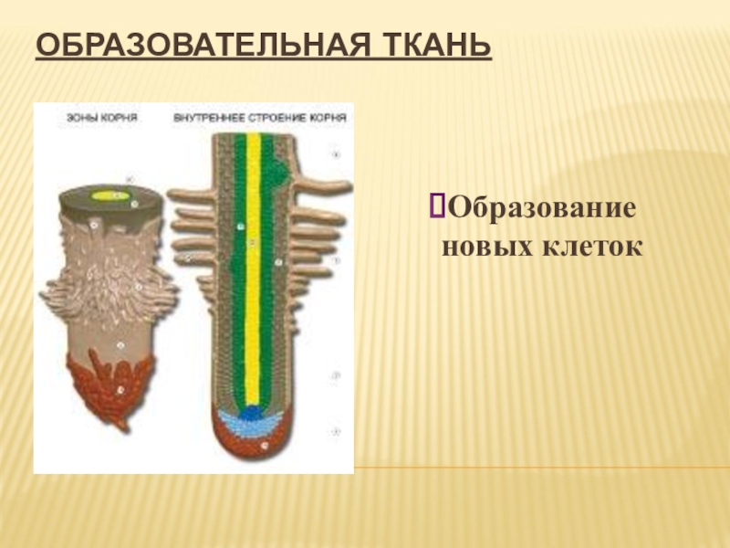 Образование клеток. Процесс образования новых клеток.. Непрерывное образование новых клеток. Осуществляет непрерывное образование клеток. Образует новые клетки.