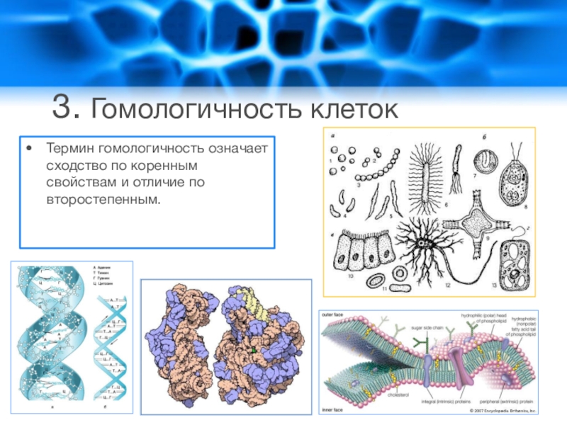 Гомологичные клетки. Гомологичность клеток. Гомологические клетки это. Клетки организмов гомологичны.