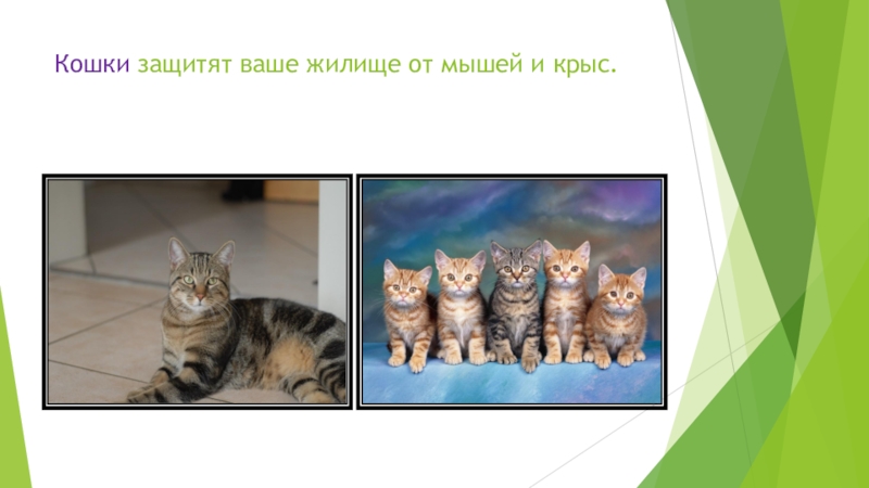 Кошки защищают. Кошка защищается. Кошка защищается от других кошек. От чего защищают кошки в доме. Кошки защищают всю страну.