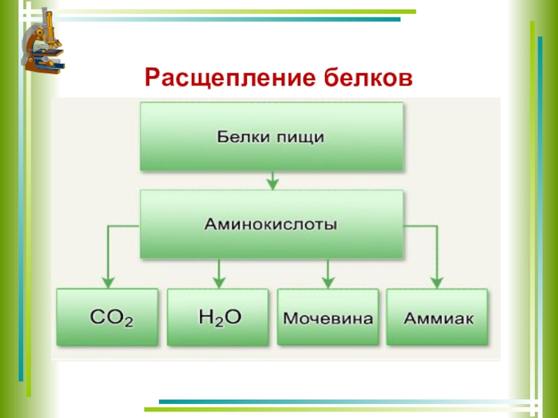 Расщепление белка происходит. Расщепление белков. Схема расщепления белков. Расщепление белков происходит в. Белки расщепляются в.