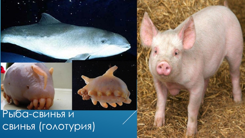 Рыба свинья мужчина. Рыба свинья. Рыба похожая на поросенка. Рыба свинья рыба свинья. Рыбасвинтя.