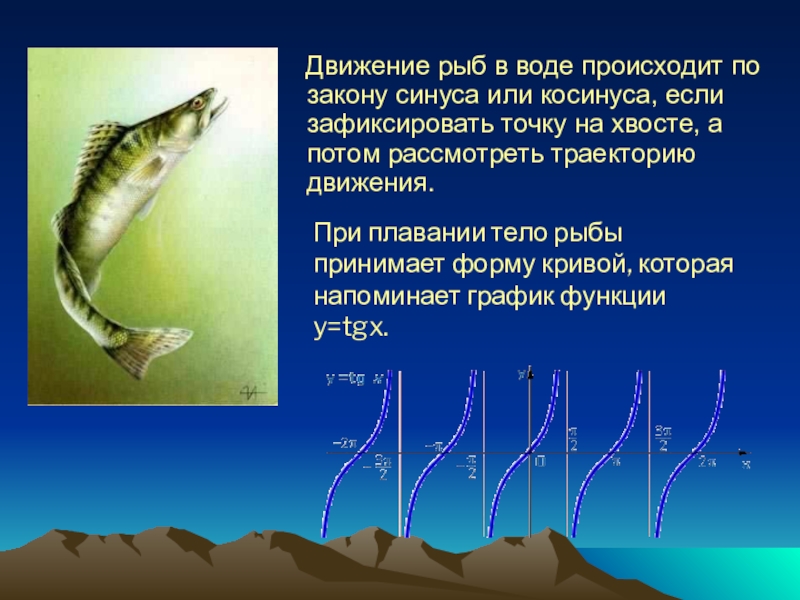 Передвижение рыб. Движение рыб в воде происходит по закону синуса или косинуса. Движение рыб. Движение рыб по закону синуса. Способы движения рыб.
