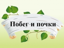 Презентация по биологии на тему Побег и почки