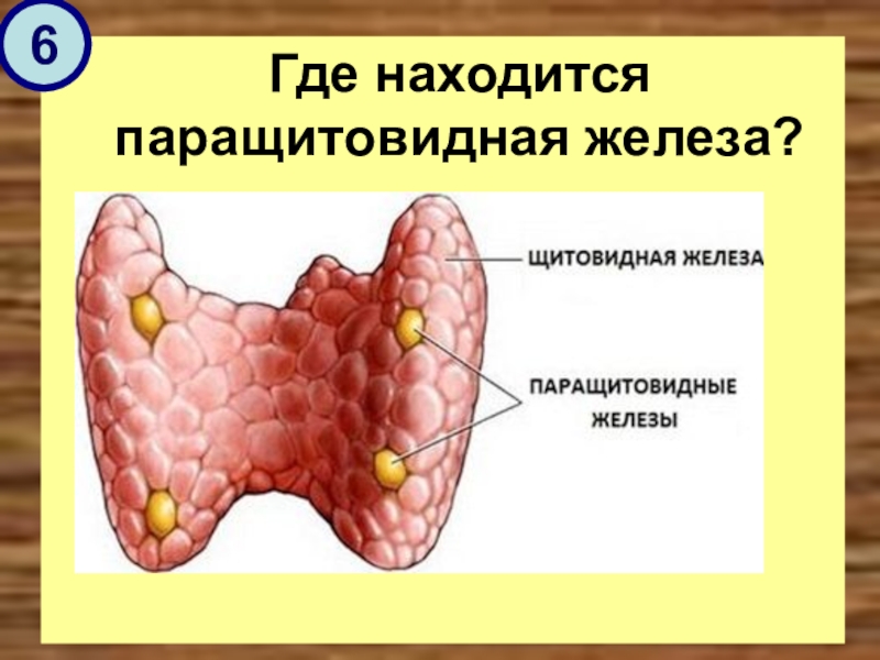 4 железа. Паращитовидная железа вырабатывает гормон. Гормоны паращитовидной железы. Паращитовидная железа где находится. Гор паращитовидной железы.