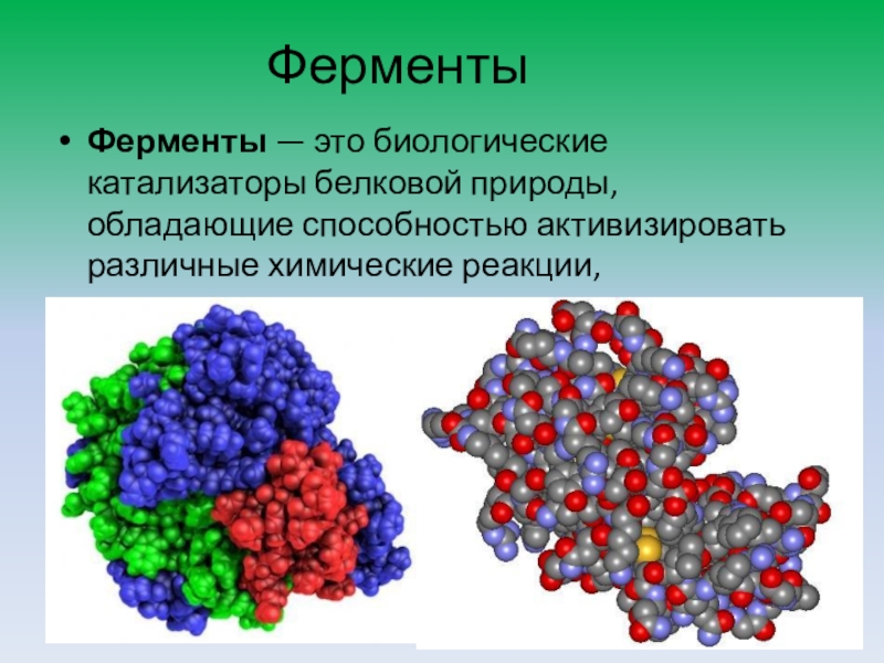 Белки ферменты синтезируются в. Ферменты биологические катализаторы 10 класс. Ферменты биологические катализаторы 10 класс конспект. Ферменты это в биологии. Биологические катализаторы белковой природы.
