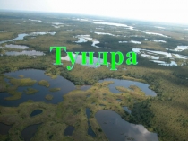 Презентация по окружающему миру Тундра