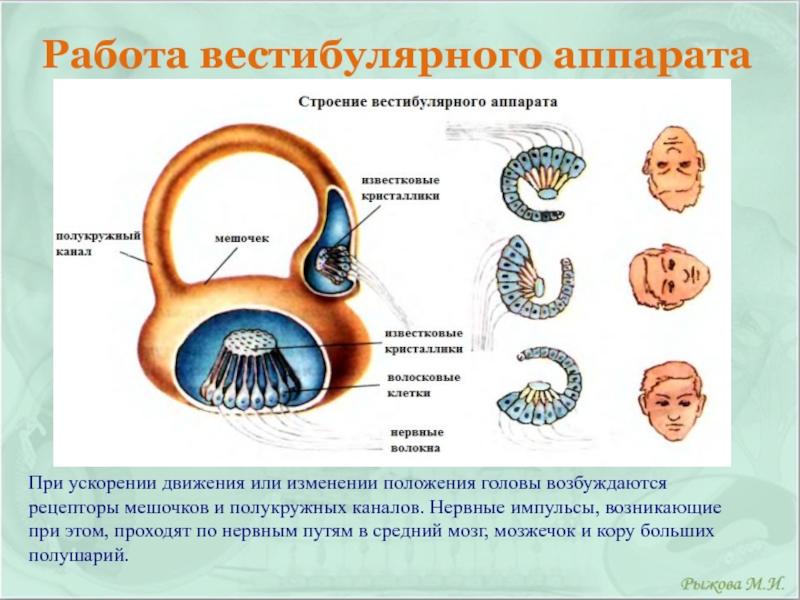 Вестибулярный анализатор рисунок