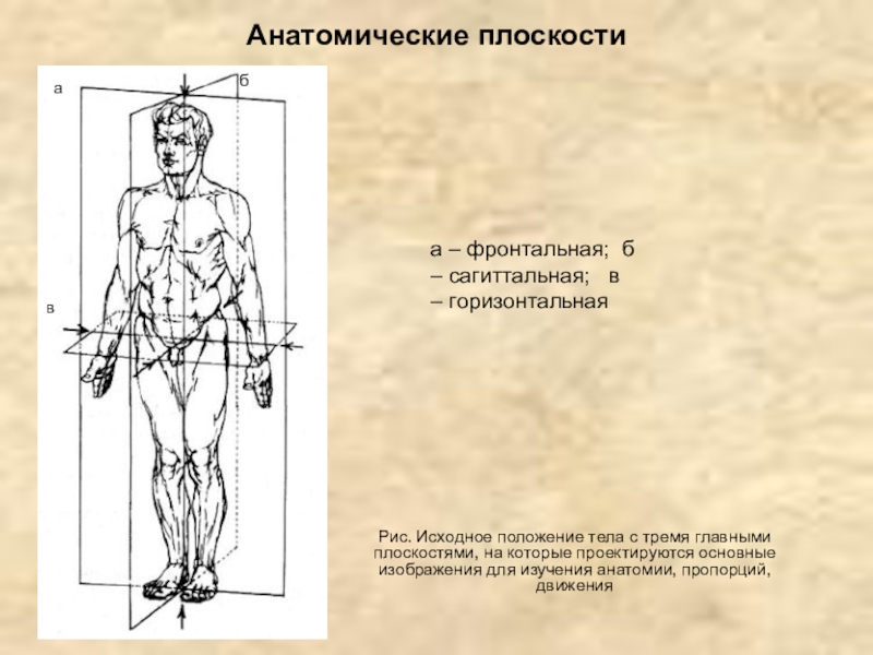 Вертикальная ось человека рисунок. Человек в анатомическом положении. Положение тела анатомия. Анатомическая положение туловища. Анатомические плоскости.