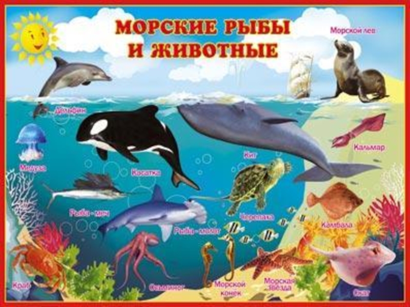 Морские животные картинки для детей с названиями и описанием