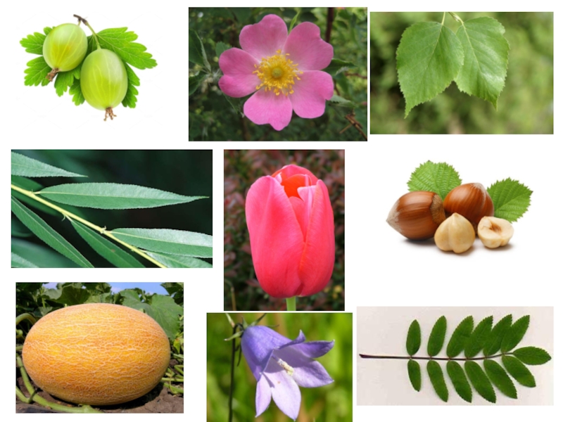 Как отличить растения. Узнаваемые растения. Узнай растение. Как узнать растения. Узнай цветок.