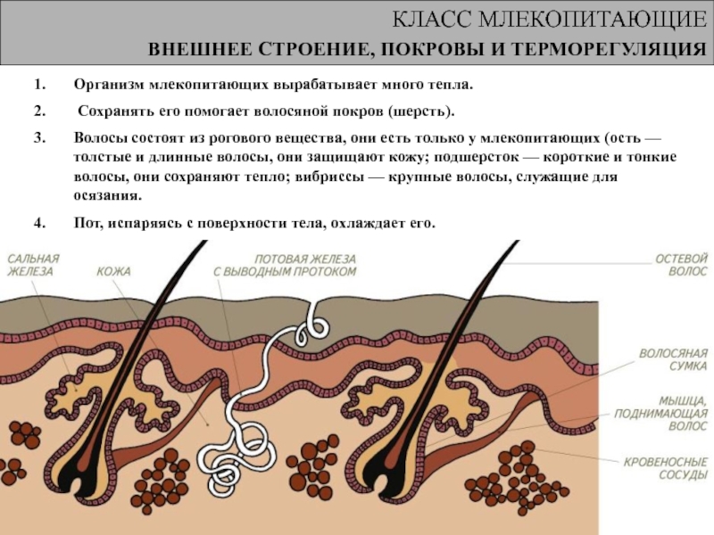 Млекопитающие внешнее строение презентация