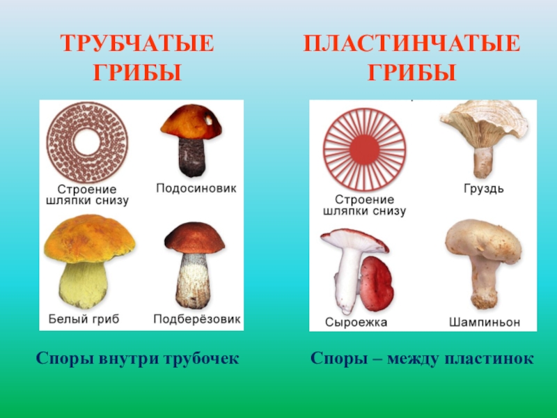 К трубчатым грибам относятся. Грибы Шляпочные и трубчатые. Трубчатые и пластинчатые грибы таблица. Шляпочные трубчатые грибы Шляпочные пластинчатые грибы. Шляпочные грибы классификация.