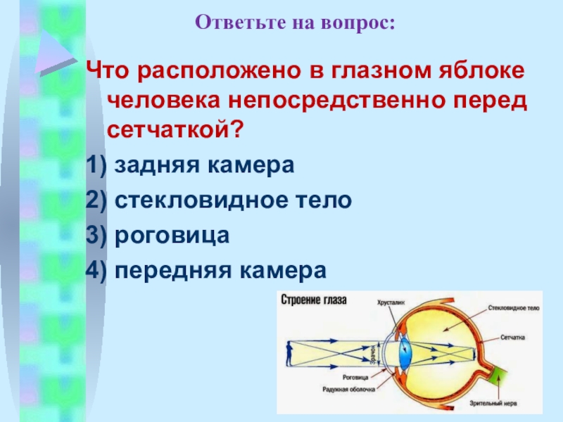 Презентация на тему зрительный анализатор 8 класс биология