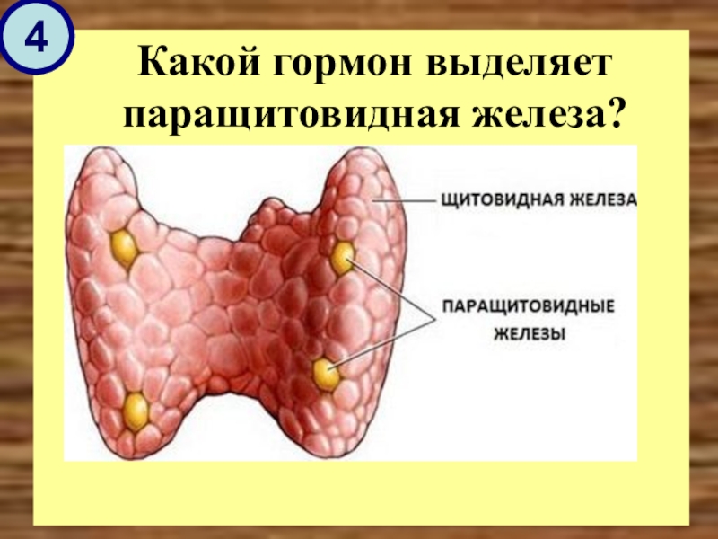 Доклад по теме Паращитовидные железы