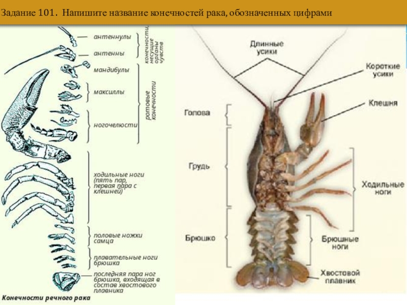 Какая часть тела речного рака обозначена на рисунке буквой а