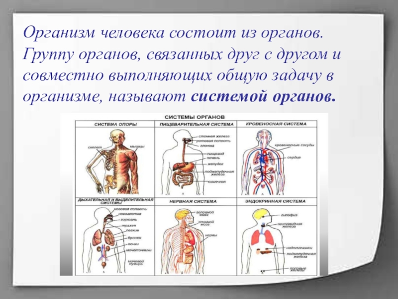 Комплексный организм состоящий из. Окружающий мир 3 класс тема система органов. Системы органов человека окружающий мир. Строение органа и основные системы органов человека. Система органов 4 класс окружающий.