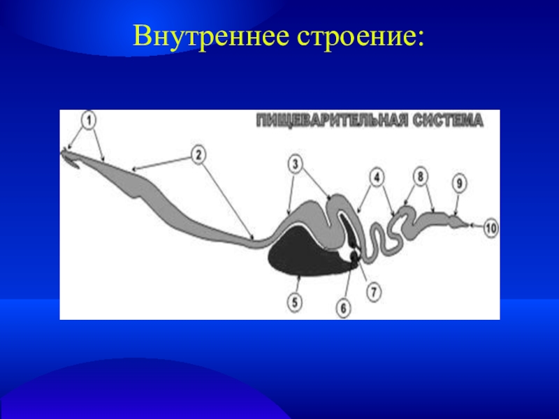 Внутреннее строение утконоса схема