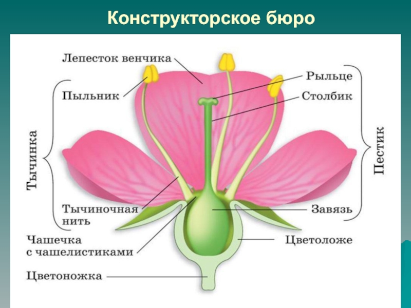 Картинки по биологии 6 класс