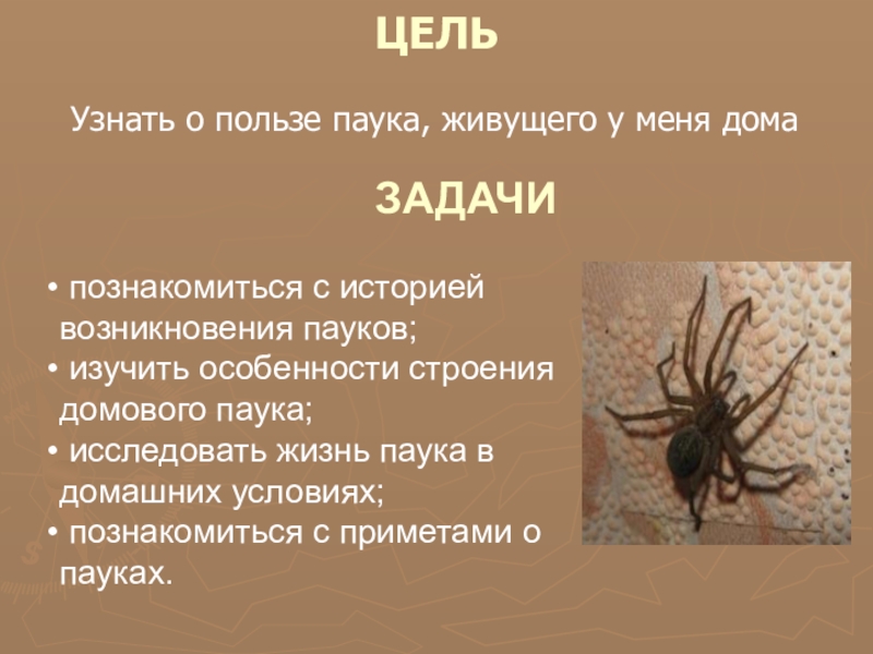 Особенности строения пауков. Польза пауков. Полезные паукообразные. Какую пользу приносят пауки. Польза паукообразных.