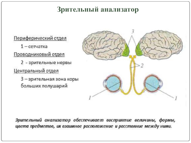 Развитие зрительного анализатора