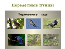 Перелетные птицы