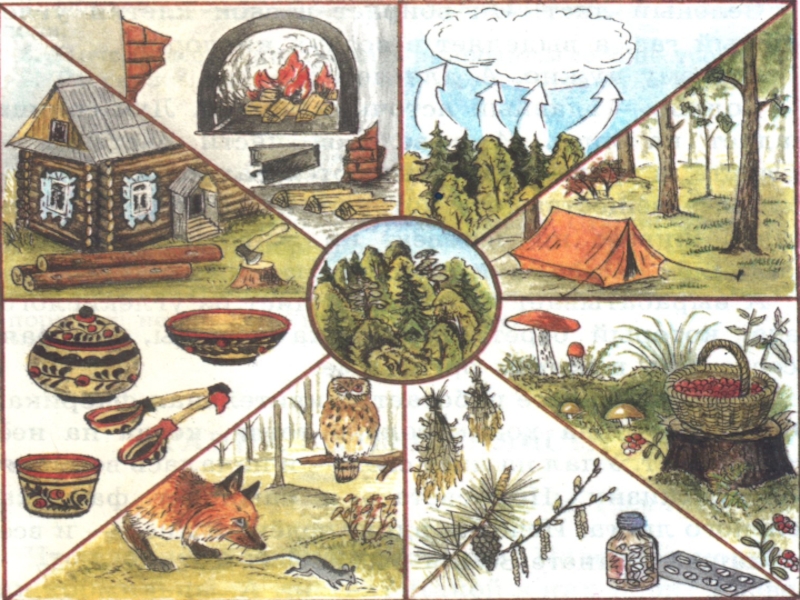 Тема в жизни человека природы. Роль леса в природе и жизни людей рисунки. Что дает природа человеку картинки. Польза леса рисунки. Схема леса в природе и жизни людей.