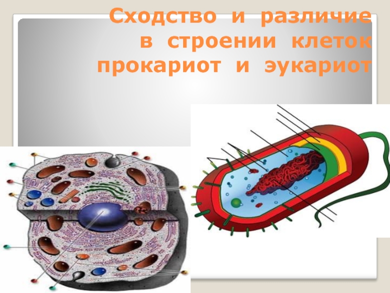 Клетки имеют ядро прокариоты эукариоты. Клетка эукариот. Клетки прокариот и эукариот. Строение клетки прокариот и эукариот. Прокариотная клетка и эукариотная клетка.