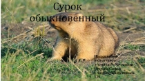 Презентация по биологии Сурок обыкновенный