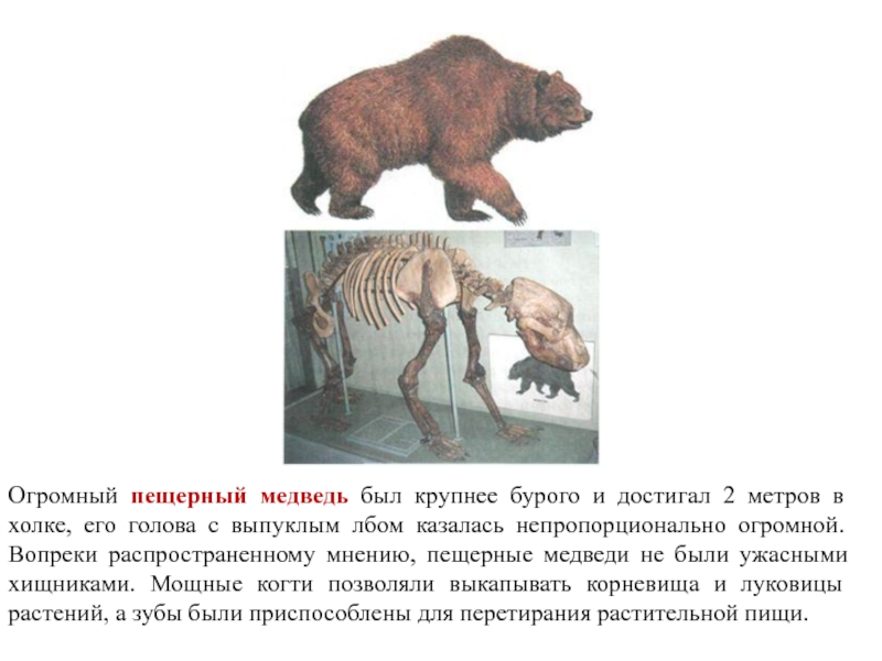 Пещерный медведь фото и описание