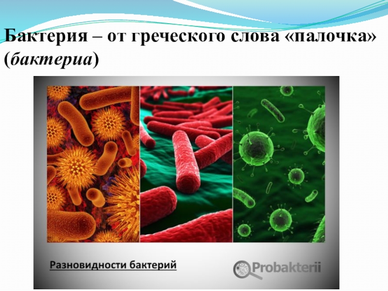 Презентация на тему бактерии 5 класс по биологии