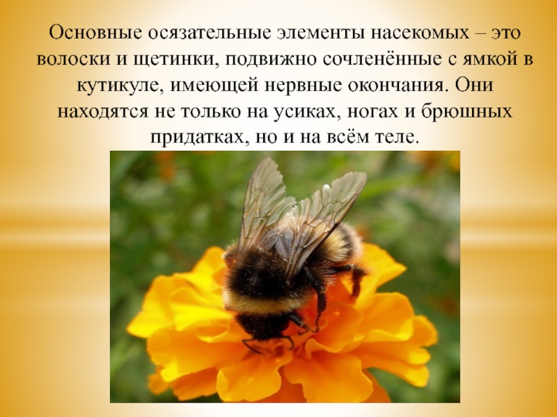 Осязательные волоски. Органы осязания у насекомых. Щетинки насекомых.