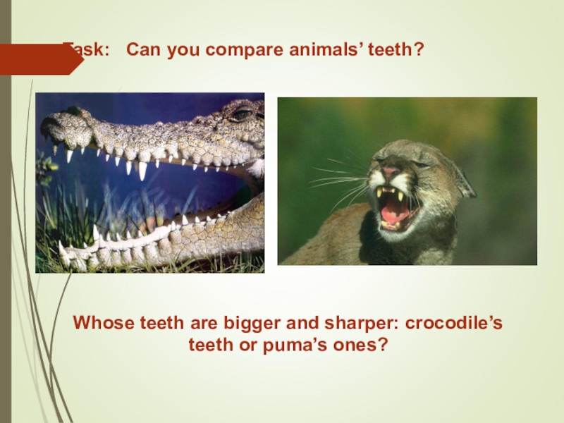 Compare animals. Animals Comparison. Compare animlas.