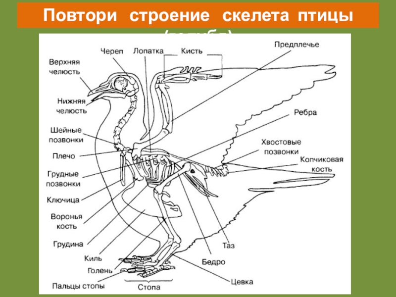 Анатомия гуся в картинках