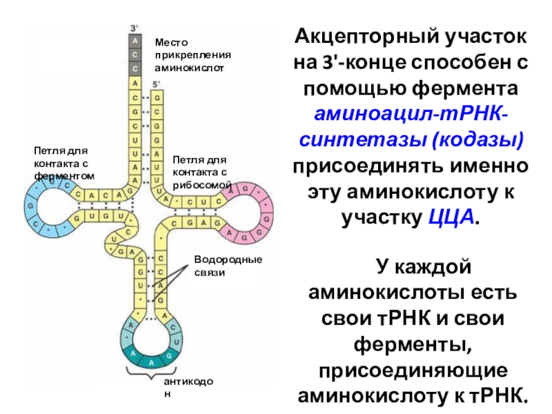 Антикодоны трнк поступают к рибосомам