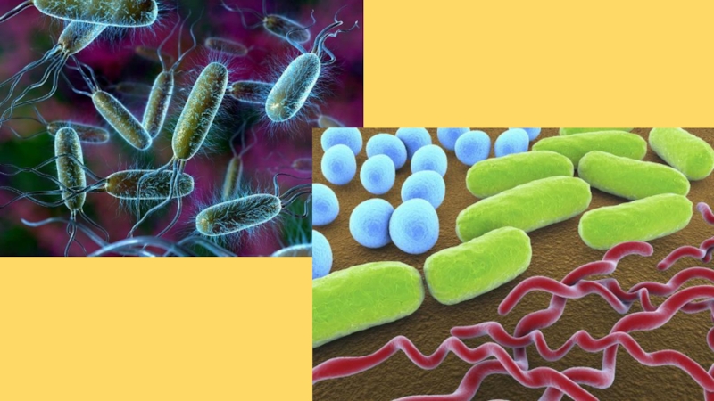 Урок биологии бактерии. Бактерии. Бактерии по биологии. Бактерии 5 класс. Биология микробы.