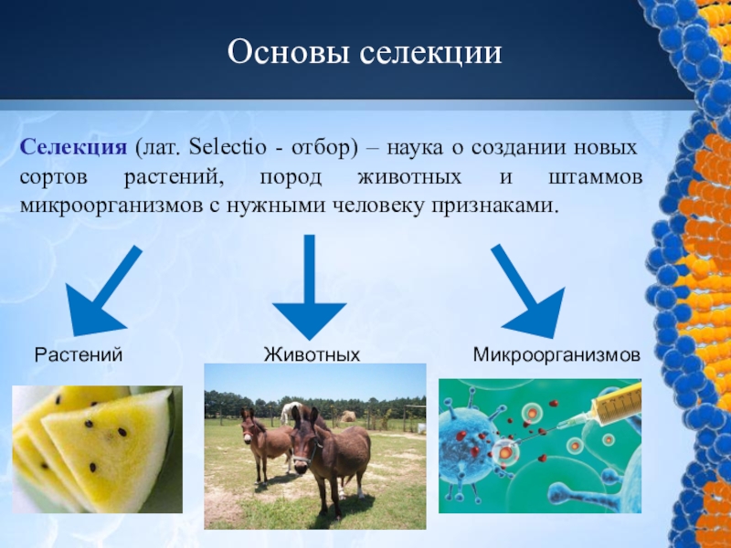Основой селекции является. Селекция растений животных и микроорганизмов. Селекция животный и растений.