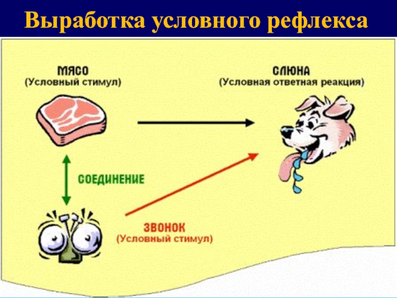 Презентация на тему рефлексы и инстинкты