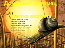 Исследовательская работа  Домашний питомец-улитка ахатина