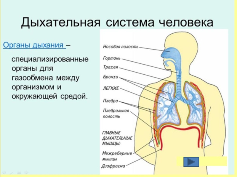 Органы дыхания человека презентация 8 класс биология