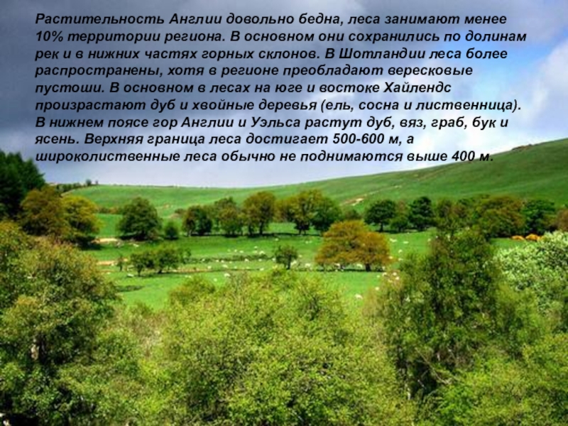 Великобритания природные условия рельеф природная зона. Растительный мир Англии. Растительный мир Великобритании. Природа Англии кратко. Растительность Англии презентация.