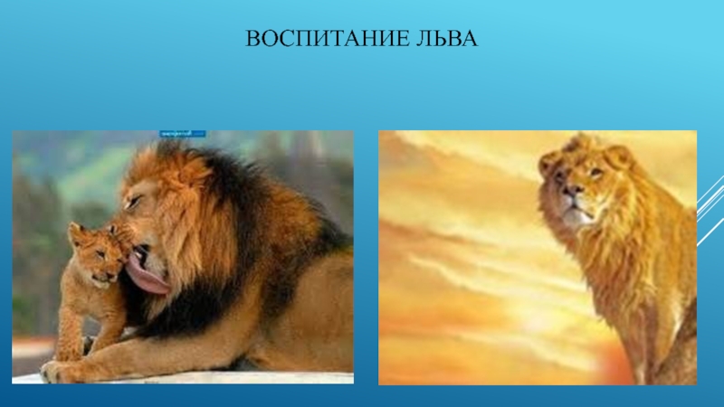 Воспитание Льва Крылов. Лев воспитанный львом. Тезис воспитание Льва. Лев воспитывает сына. Воспитана львом