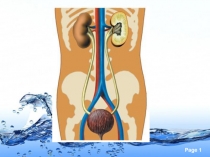 Презентация урока Предупреждение заболеваний почек. Питьевой режим