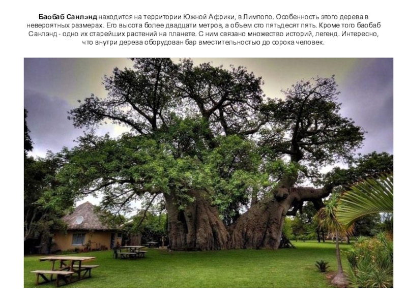 Баобаб Санлэнд находится на территории Южной Африки, в Лимпопо. Особенность этого дерева в невероятных размерах. Его высота