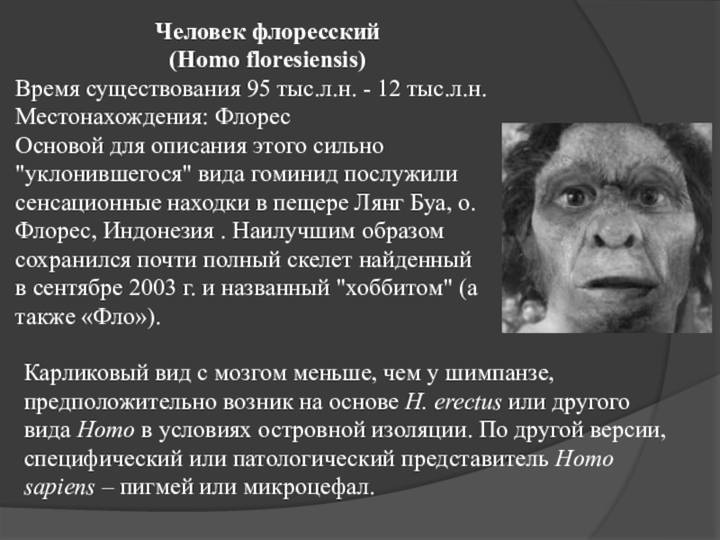 Homo floresiensis. Человек флоресский Антропогенез. Человек флоресский характеристика.