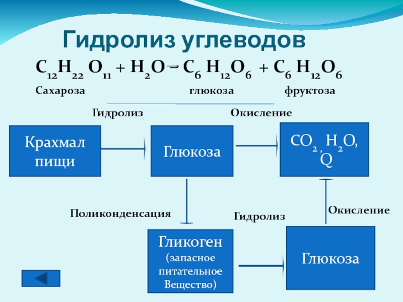 Гидролиз углеводовКрахмал пищиГлюкозаCO2 , H2O, QГликоген(запасноепитательноеВещество)ГлюкозаГидролизОкислениеПоликонденсацияГидролизОкислениеC12H22 O11 + H2O – C6 H12O6 + C6 H12O6Сахароза