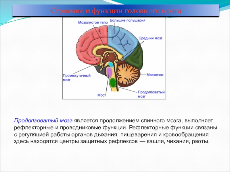 Средний мозг мозжечок. Отделы головного мозга мозжечок средний мозг. Головной мозг средний мозжечок промежуточный. Отделы мозга продолговатый промежуточный. Основные отделы головного мозга продолговатый мозг средний мозг.