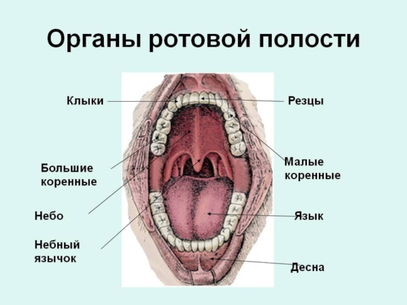 Строение ротовой полости человека схема