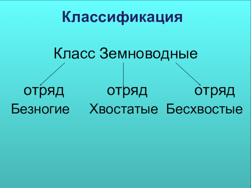 Общая характеристика земноводных. Класс земноводные систематика. Класс земноводные классификация. Систематика земноводных 7 класс.