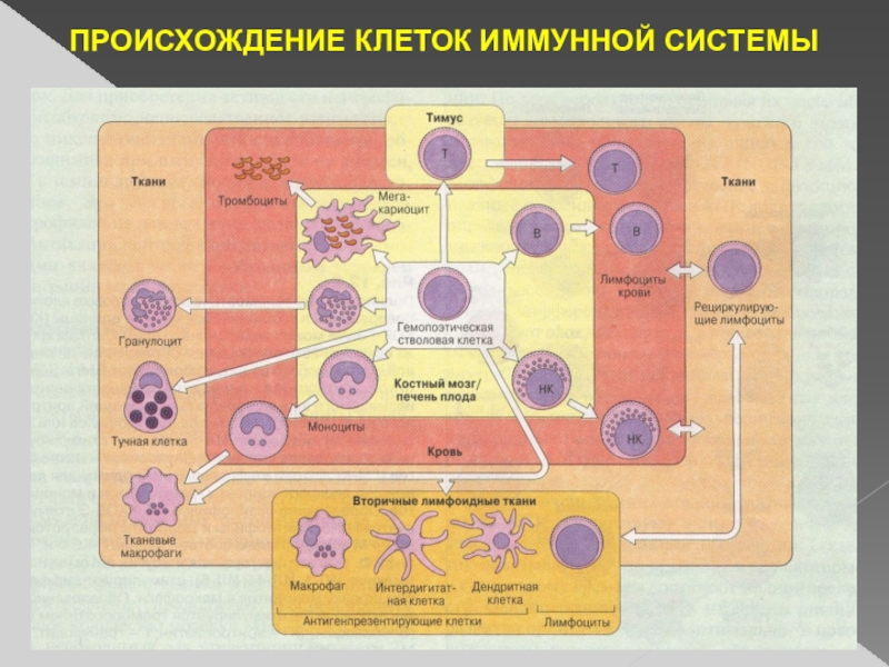 Презентация по иммунологии