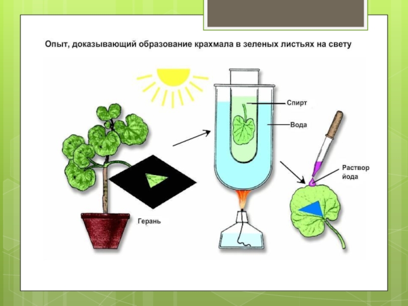 Опыт дыхание растений 6 класс. Опыты фотосинтез 6 класс биология. Опыт фотосинтез 6 класс по биологии. Опыты доказывающие фотосинтез. Опыт Сакса фотосинтез.